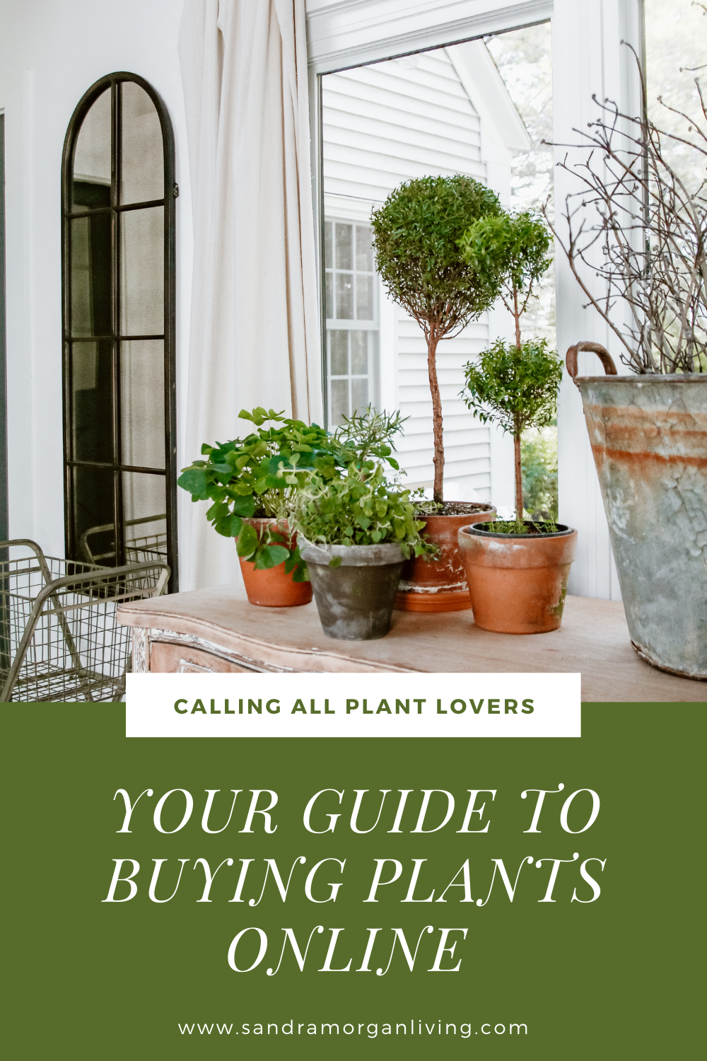 where to buy plants online